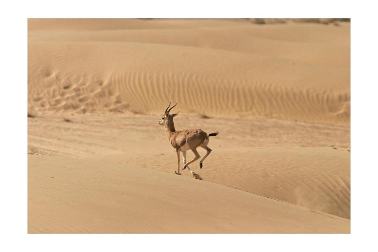 Dechu Manvar Resort & Desert Camp المظهر الخارجي الصورة